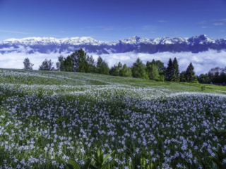 I prati di Monte Artent in primavera con la fioritura dei narcisi ( Foto Walter Argenta)